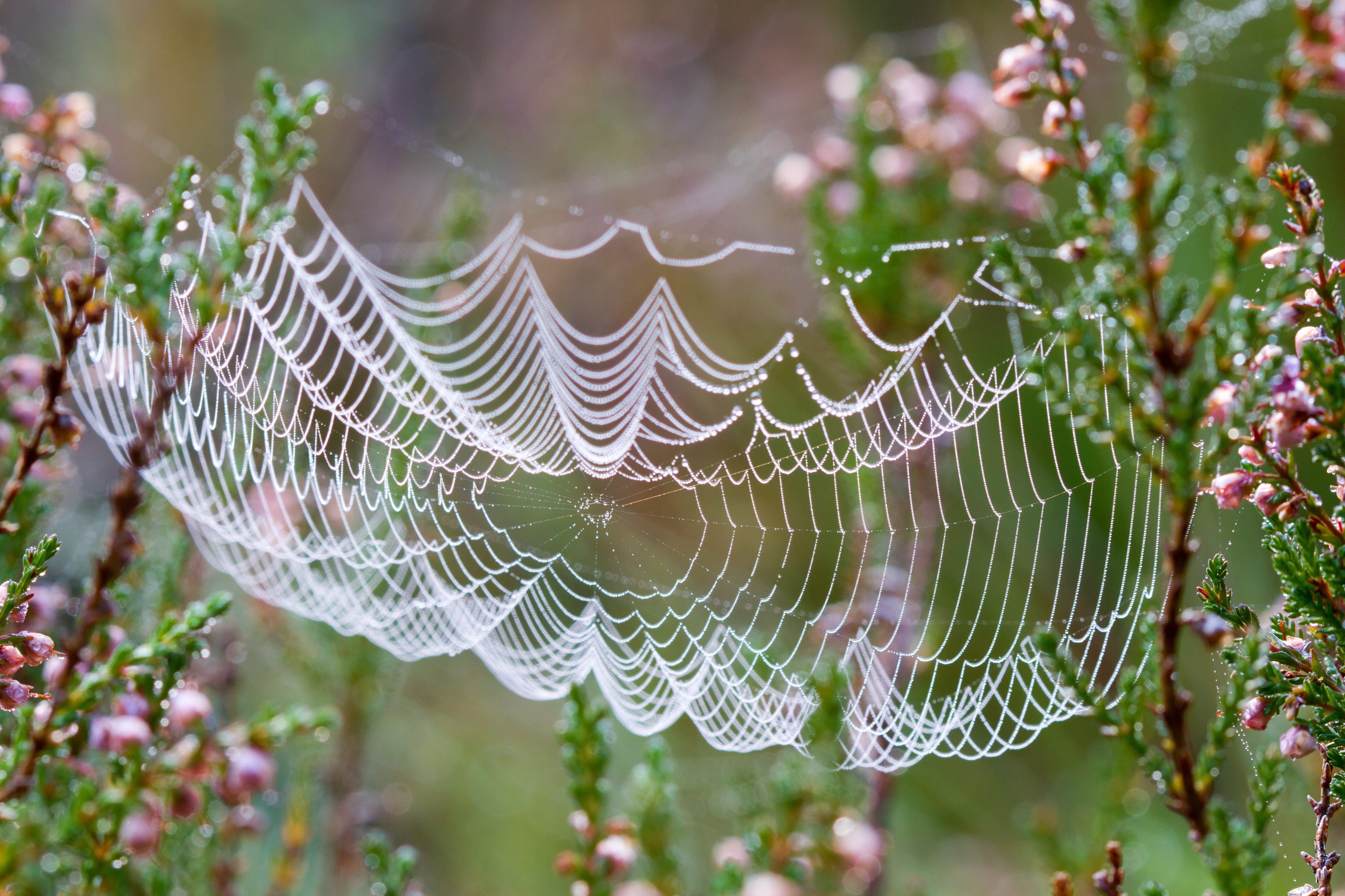 A spiderweb in a flower field covered in morning dew.